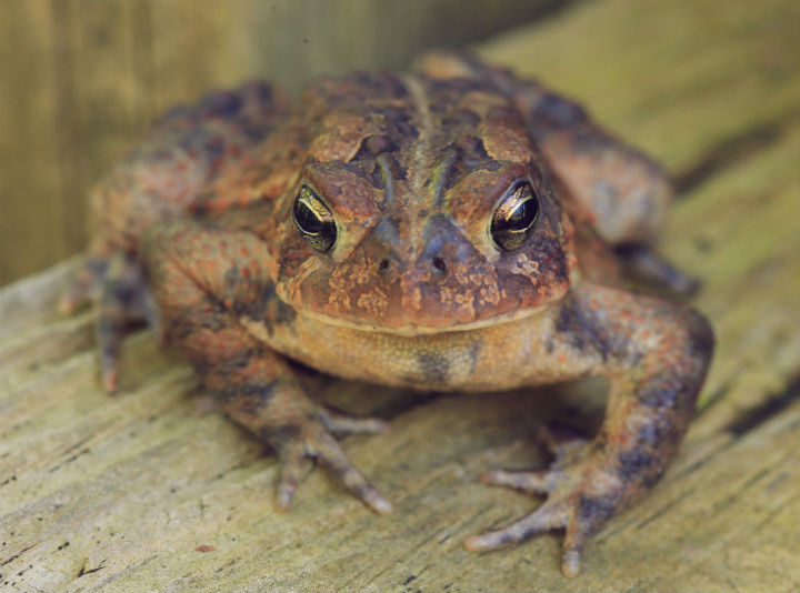 American Toad